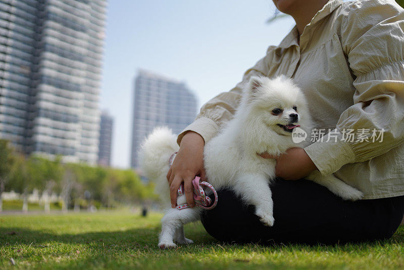 可爱的博美犬和它的主人在草地上玩耍