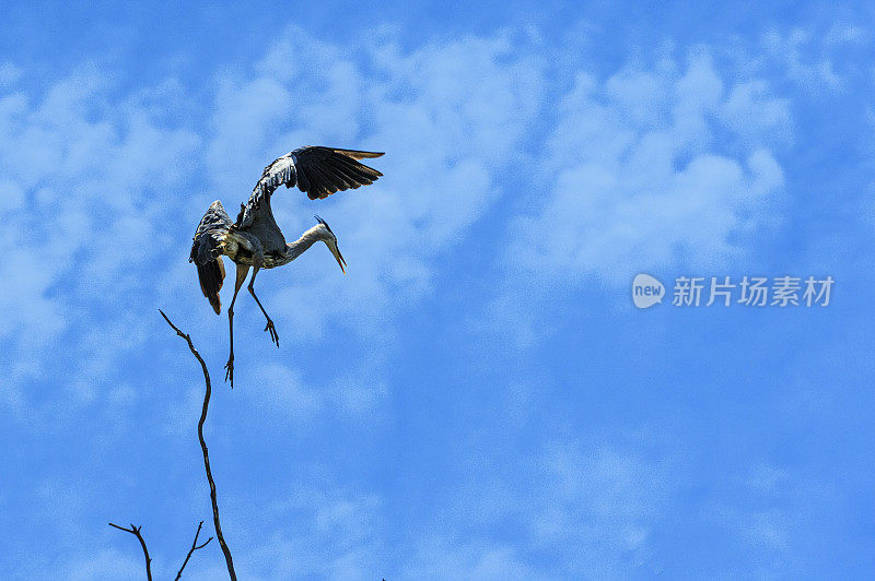 大蓝鹭飞过它的树顶巢