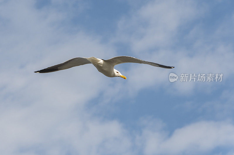 海鸥鸟独自飞翔，从背后看到蓝天白云。