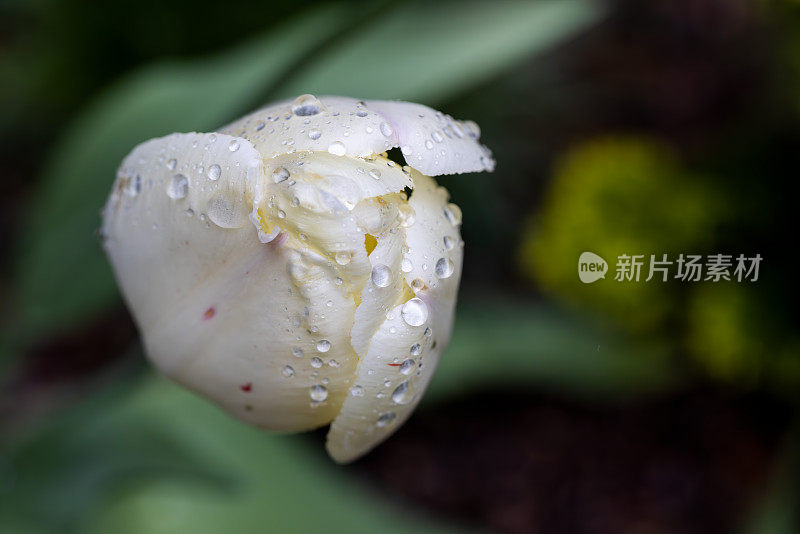 被雨滴覆盖的白色郁金香花