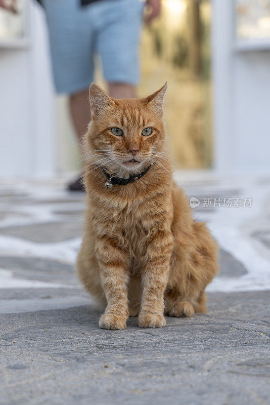 帅气的黄色猫的肖像照