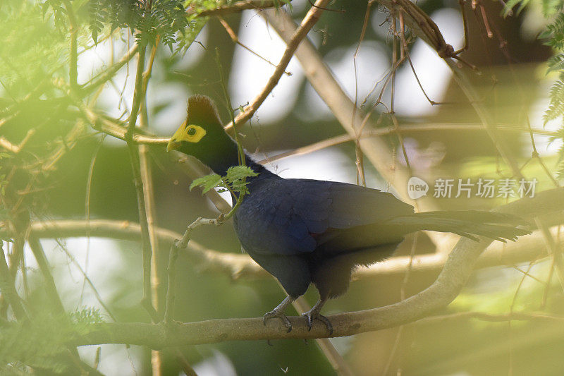 罗斯的Turaco