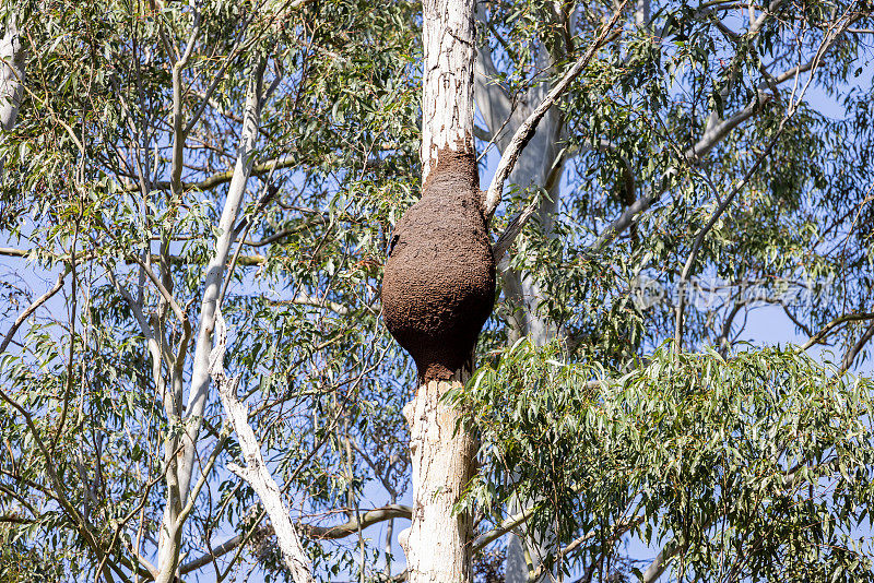 白蚁巢在桉树上，背景与复制空间