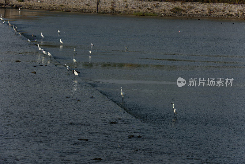 湿地苍鹭在夕阳下觅食