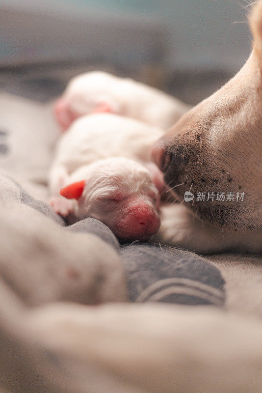 新生的白色拉布拉多犬睡在一起——妈妈看着