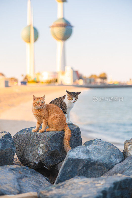 科威特塔旁的流浪猫