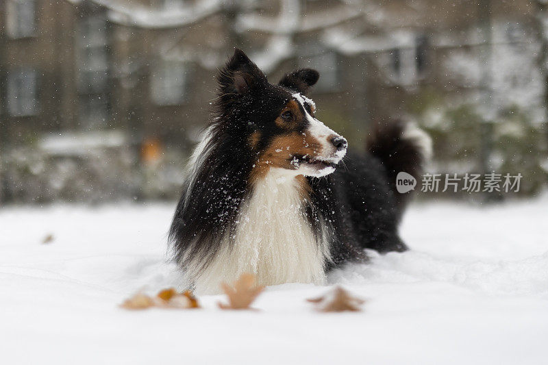 设得兰牧羊犬在雪地里玩耍