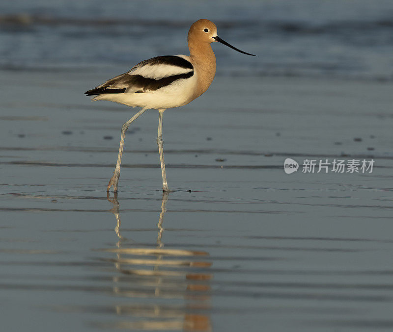 美国Avocet