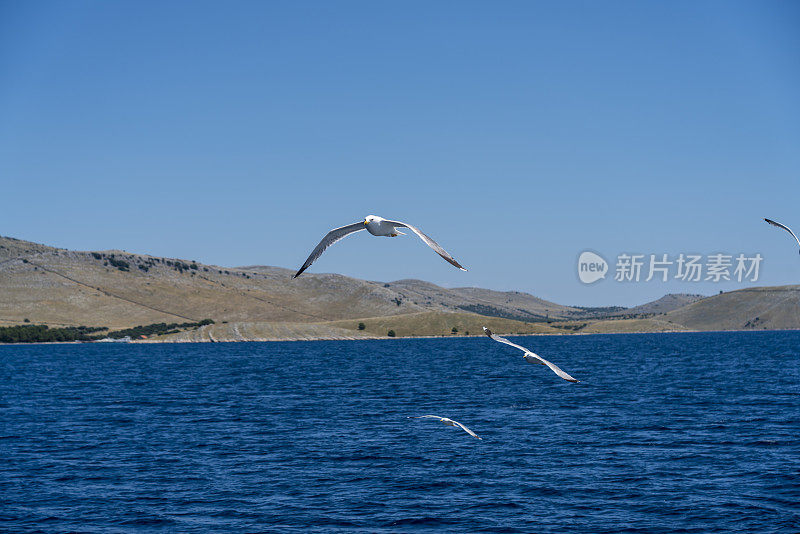 海鸥在克罗地亚科纳提群岛的蓝色海面上飞翔