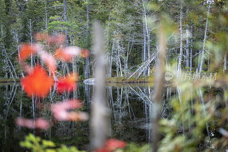 枯树倒映在有树叶的池塘里，缅因州