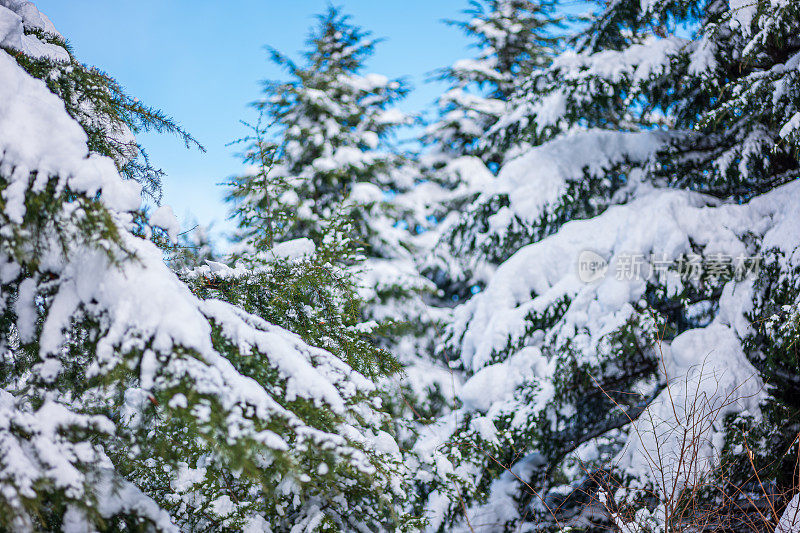 纯白色的背景上，杉树树枝上覆盖着厚厚的积雪