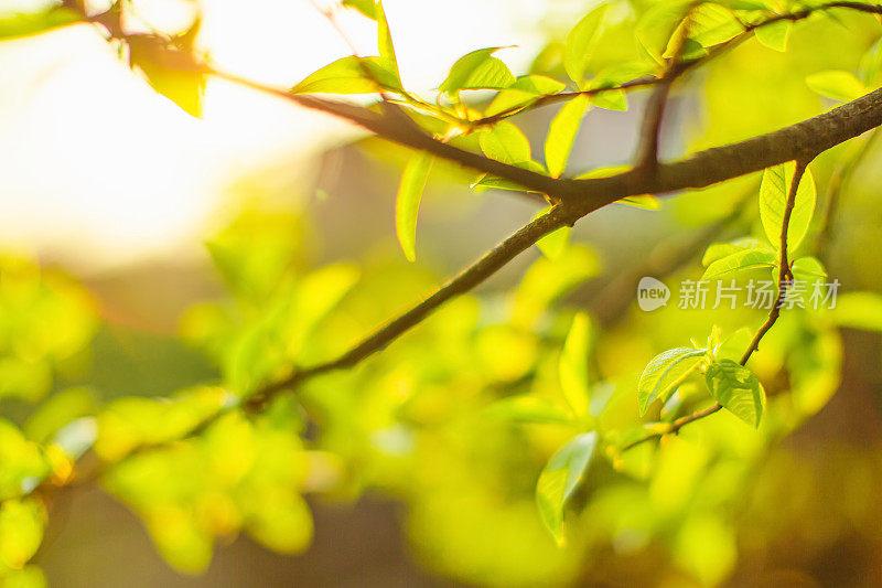 树枝上的绿叶。春天的自然背景。