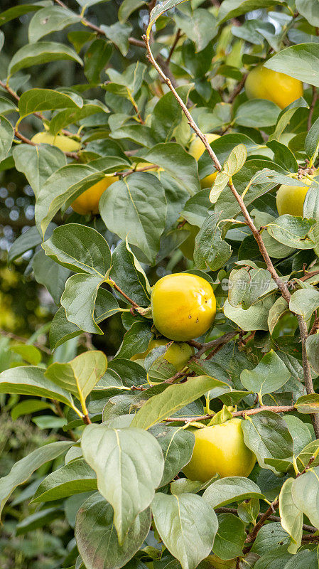 Kakibaum(龙葵)