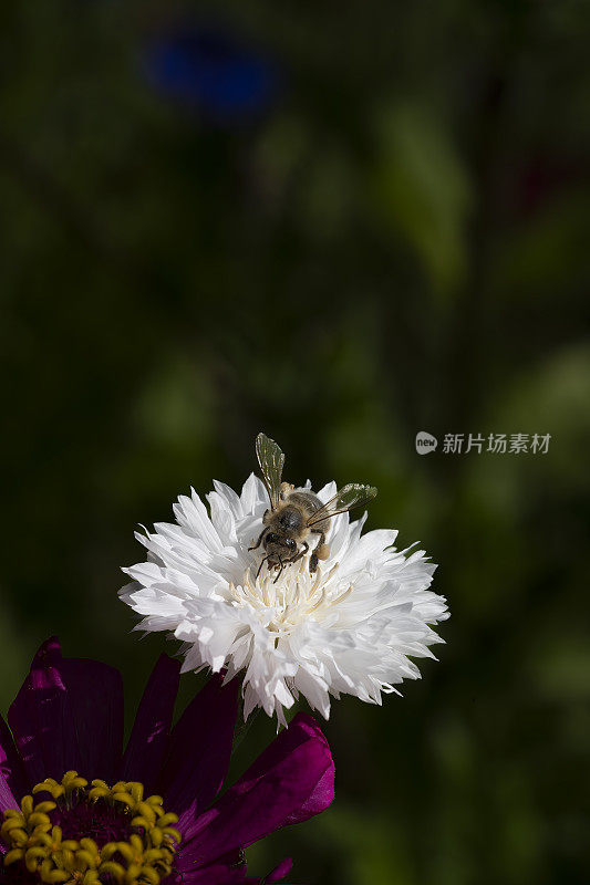 矢车菊和蜜蜂的特写