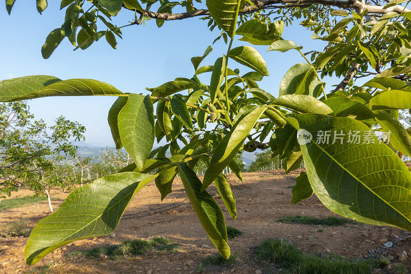 新鲜的核桃挂在树上