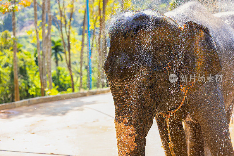 在普吉岛大象保护区，大象正在被它们的饲养员和游客洗澡
