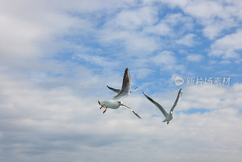 海鸥飞过伊斯坦布尔海峡