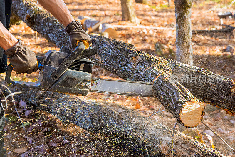 一位经验丰富的伐木工人在秋天的森林清理中使用链锯砍树
