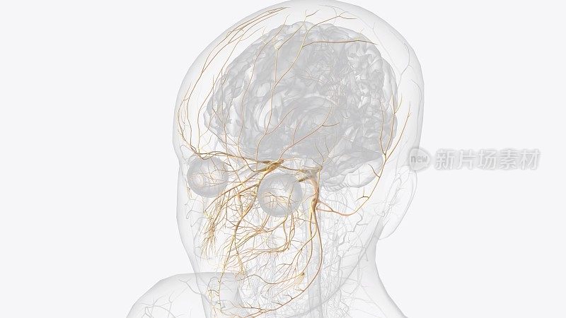 三叉神经，cnv，是第五对脑神经。它也是最大的脑神经