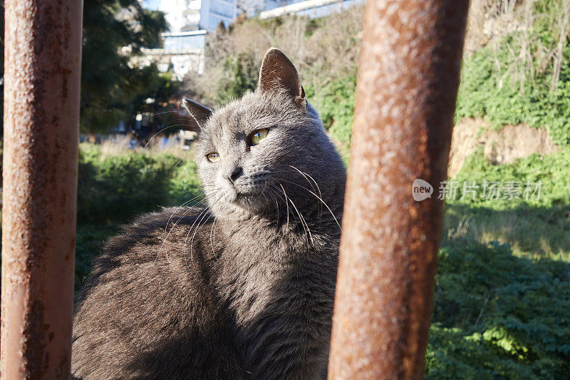 可爱的流浪猫的肖像