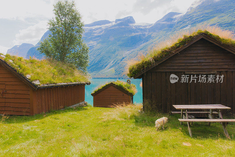 狗在风景优美的草地上吃草-夏季户外与山景