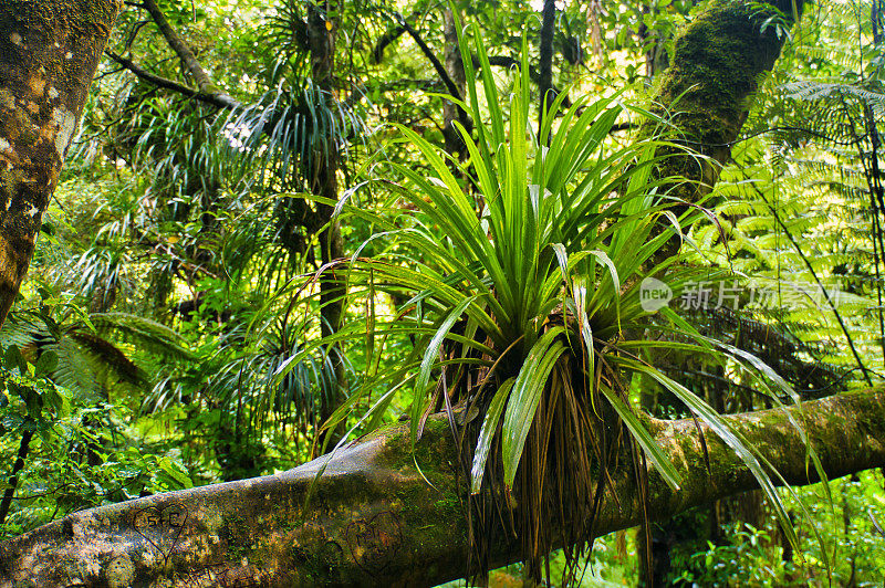 亚热带雨林树干上的附生植物