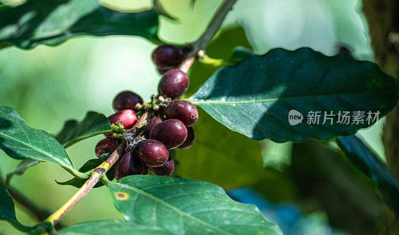 收获咖啡农业。咖啡收获时，成熟的咖啡位于绿意盎然的树枝间。丰富的咖啡收获成熟的咖啡豆依偎在绿色的咖啡树枝