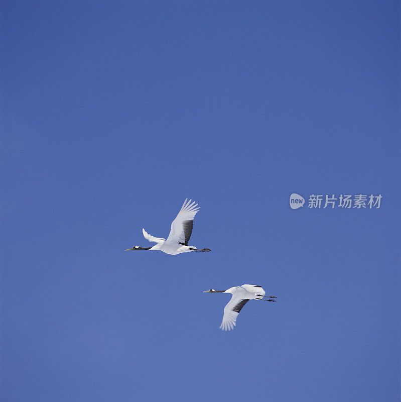 日本鹤在蓝天上飞翔