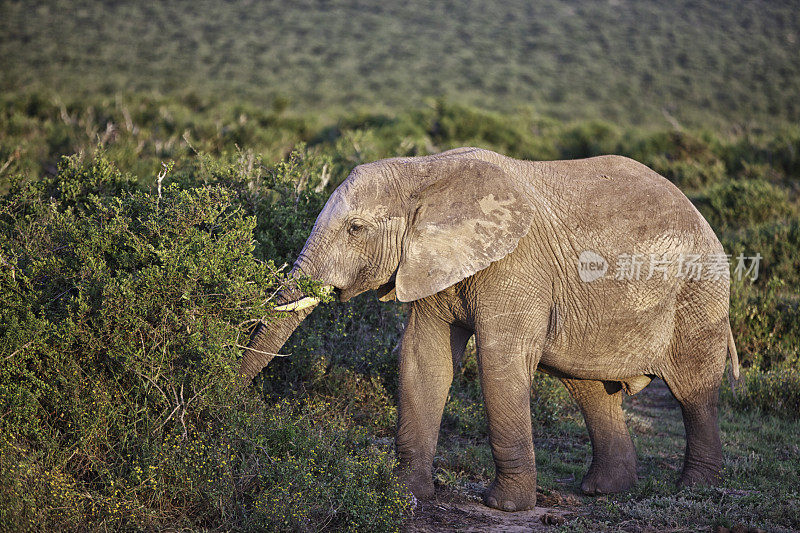 非洲象吃草
