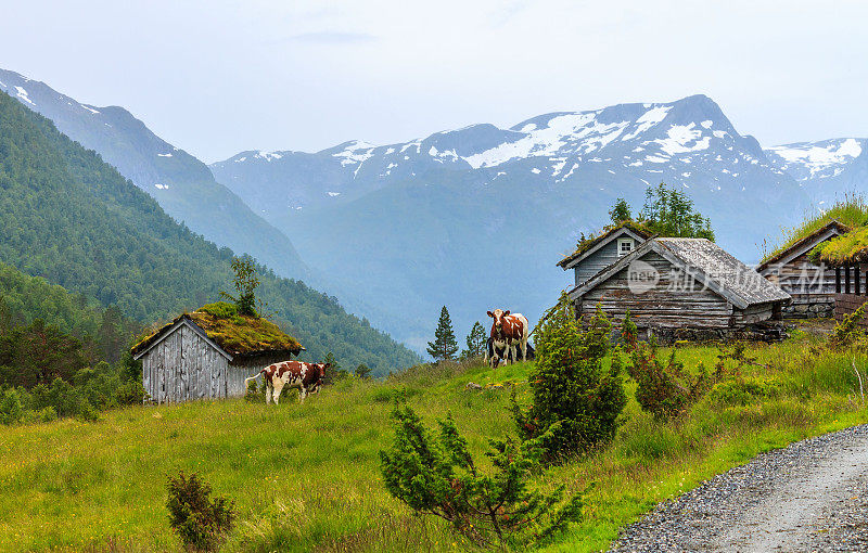 挪威的山地牧场