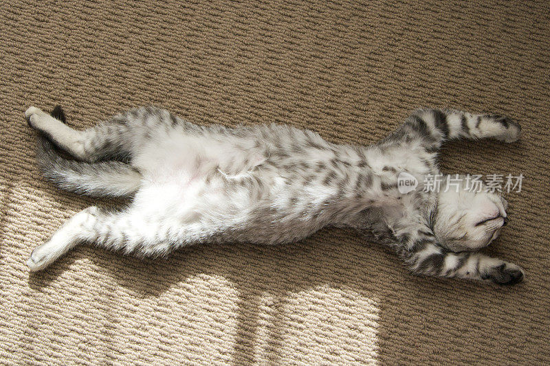 可爱的银斑猫伸展着睡觉