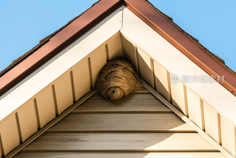 纸黄蜂巢在三角形的屋顶墙板上