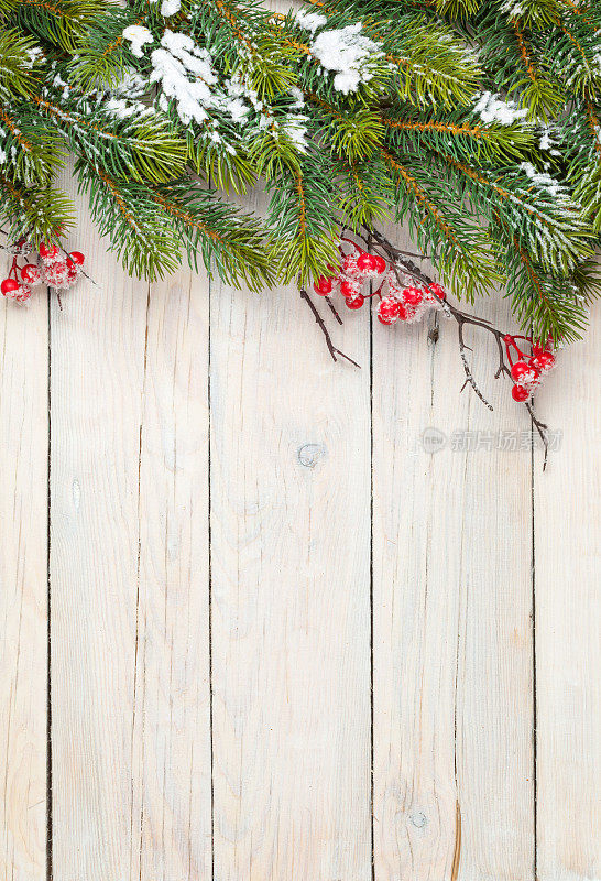 圣诞木背景与冷杉树和冬青浆果