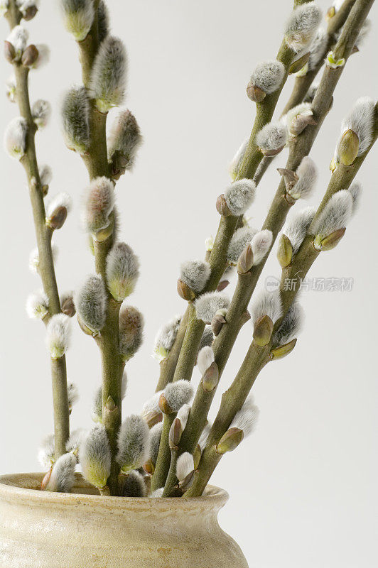 柳絮(柳属植物)在棕色花瓶