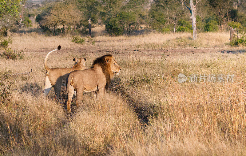 南非克鲁格国家公园的一对狮子