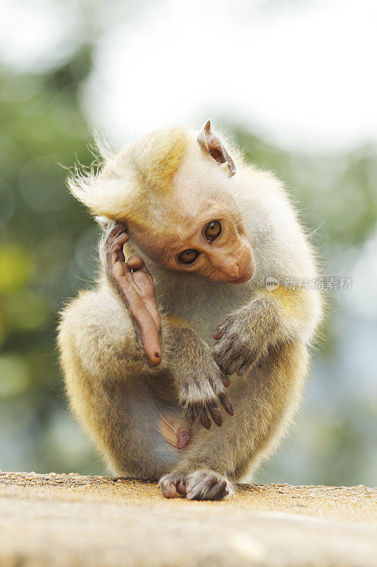 婴儿公猴肖像抓挠头斯里兰卡