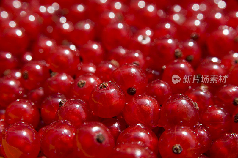 死记硬背Johannisbeeren