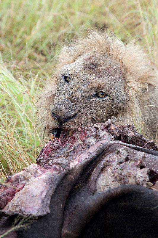 非洲。狮子吃水牛