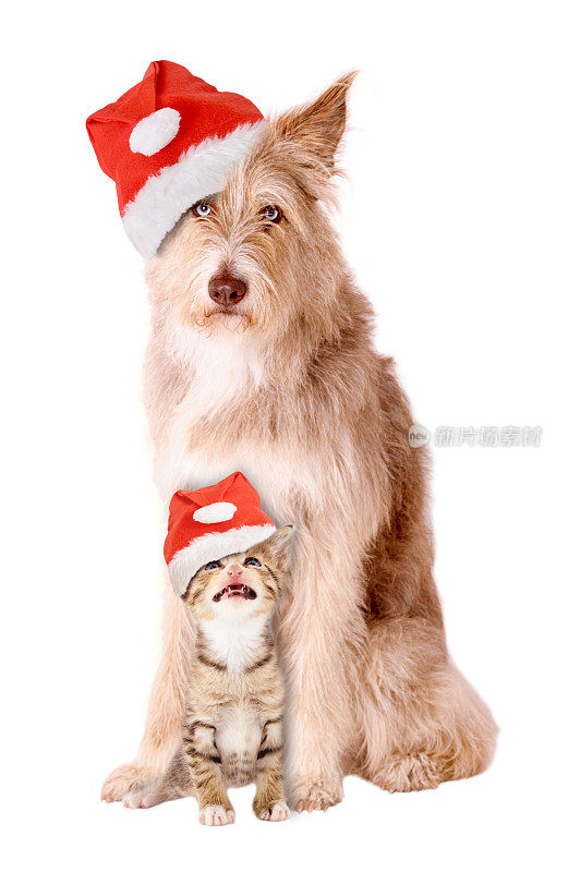 猫和狗戴着圣诞帽