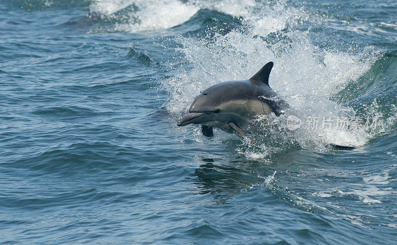 海豚乘风破浪