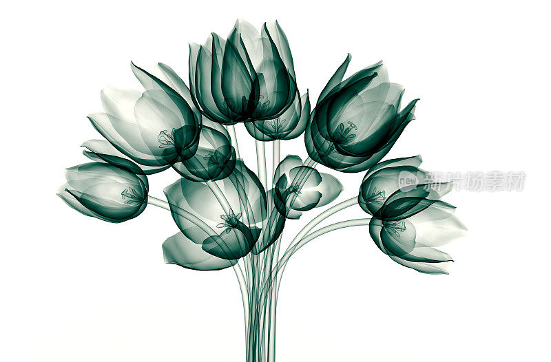 白色郁金香上孤立的一朵花的x光图像