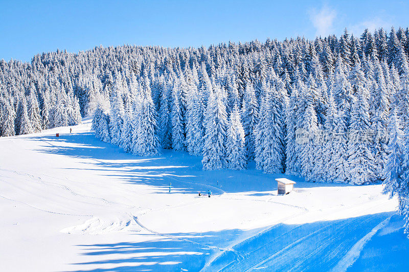 充满活力的全景滑雪胜地的斜坡，雪树