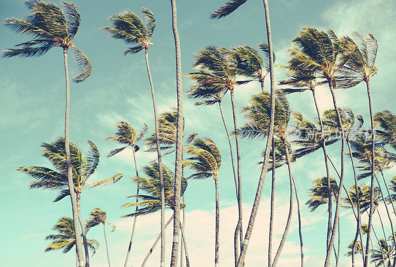复古夏威夷棕榈树在风中