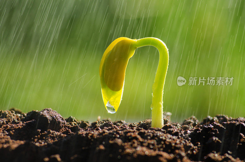 植物在阳光和雨水中生长