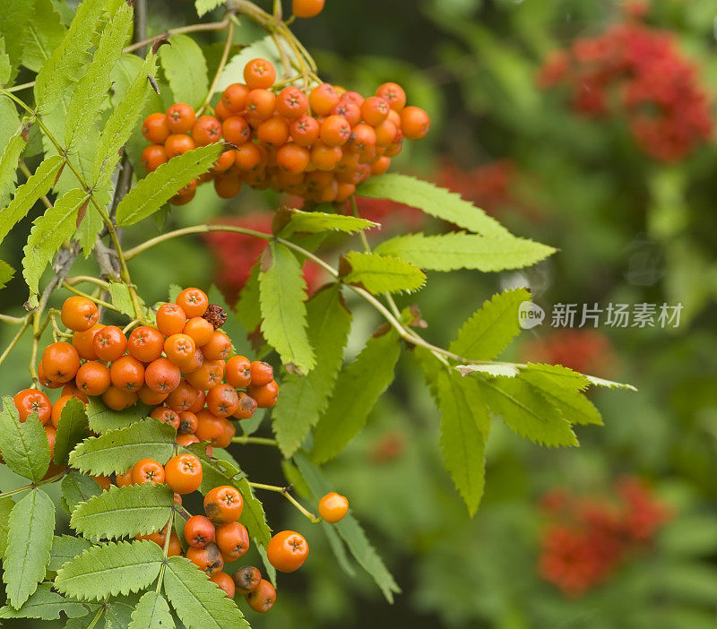 花楸、花楸橙莓