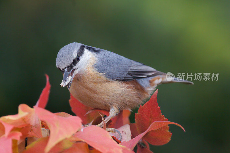 站在欧洲的饲料