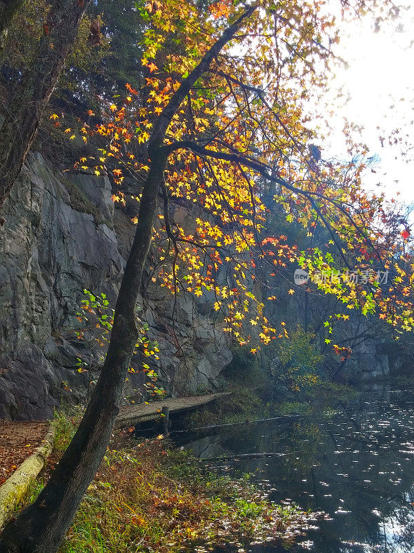 百丽岛采石场池塘悬垂的秋叶树，里士满，弗吉尼亚州