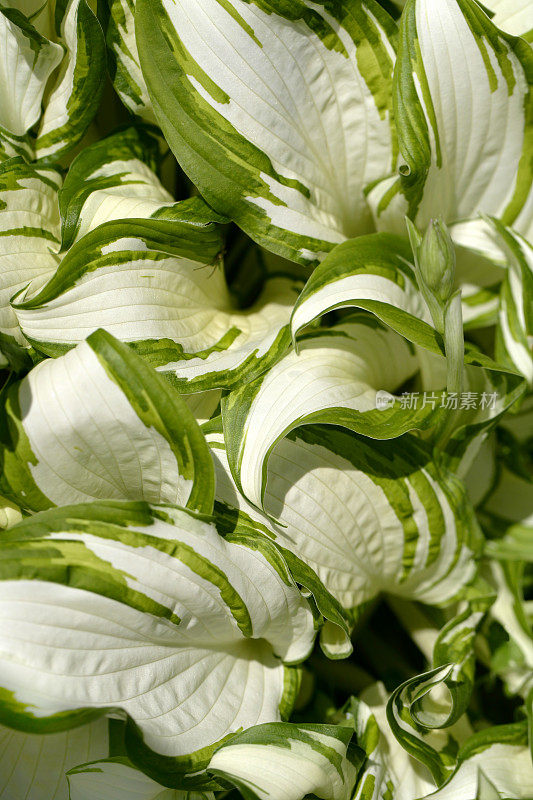 玉簪属草本植物花朵特写