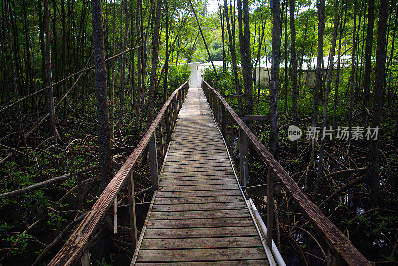 红树林沼泽中的木板路