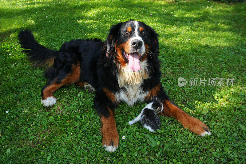 伯尔尼山犬和一只小猫